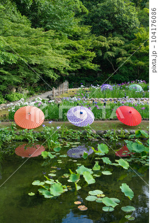 徳川園、満開の花菖蒲と和傘〈愛知県名古屋市〉 徳川園、満開の花菖蒲と和傘〈愛知県名古屋市〉 104176086