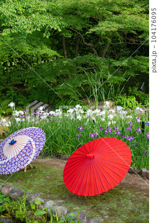 徳川園、満開の花菖蒲と和傘〈愛知県名古屋市〉 104176095