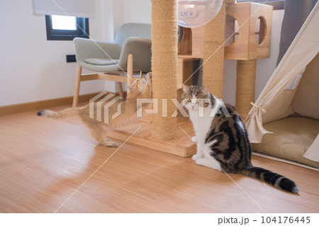gold british cat kitten and brown tabby scottish cat playing and having fun in living room gold british cat kitten and brown tabby scottish cat playing and having fun in living room 104176445
