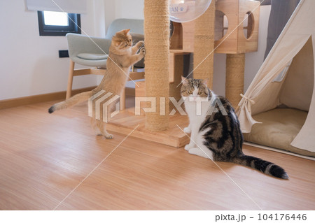 gold british cat kitten and brown tabby scottish cat playing and having fun in living room gold british cat kitten and brown tabby scottish cat playing and having fun in living room 104176446