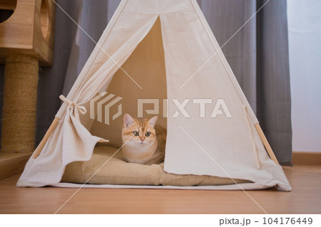 gold british cat kitten playing and having fun in living room 104176449