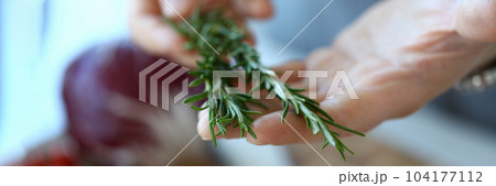 Hand cook and fresh green organic rosemary closeup Hand cook and fresh green organic rosemary closeup 104177112