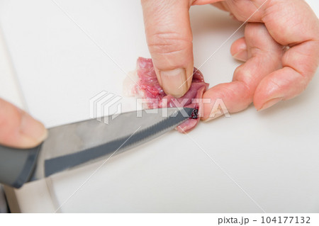 【焼き鳥ハツの下処理をする主婦　血合い有】 104177132