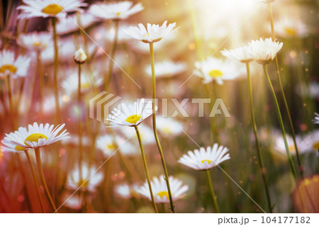 Field of chamomile flowers in the sun rays. Nature scene with blooming chamomiles in sun flares. Daisy flowers background. Field of chamomile flowers in the sun rays. Nature scene with blooming chamomiles in sun flares. Daisy flowers background. 104177182