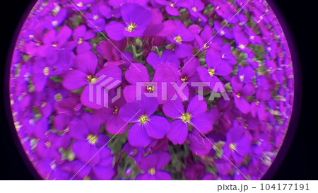 ビビットカラーの芝桜 104177191