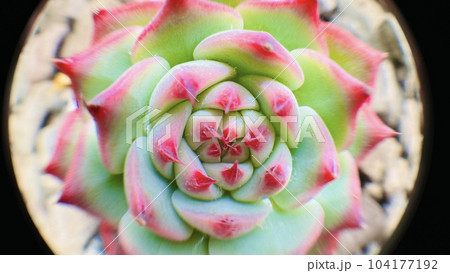 色鮮やかな多肉植物 色鮮やかな多肉植物 104177192