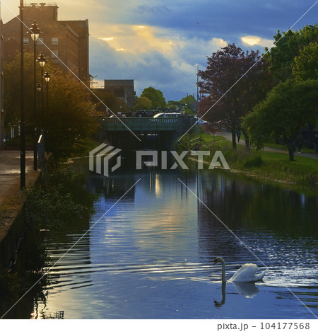 Single swan swim in the city. Grand Canal, Dublin Ireland 104177568