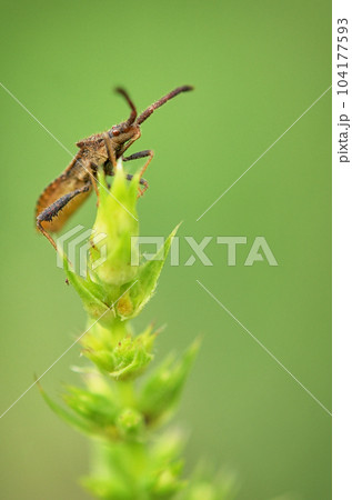 Macro of Dock Bug 104177593