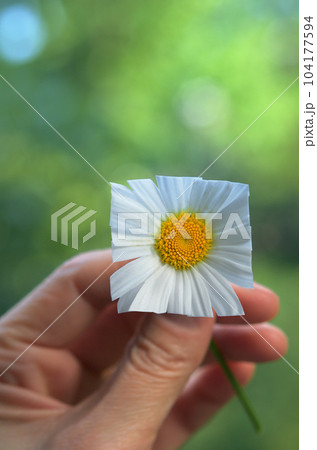 Daisy square flower Daisy square flower 104177594