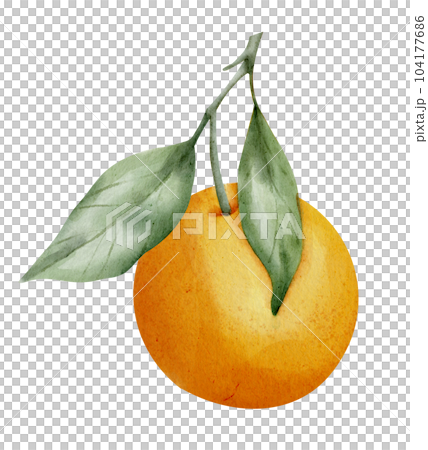 Orange Fruit Branch with leaves. Hand drawn watercolor illustration of tropical citrus Food on white isolated background. Drawing of tangerine tree for label. Sketch of juicy raw clementine for menu. 104177686
