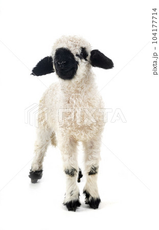 lamb Valais Blacknose in studio lamb Valais Blacknose in studio 104177714