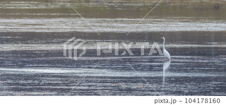 Lonely Great egret (Ardea alba) in springtime water 104178160