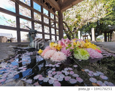 第七十六番札所・金倉寺（こんぞうじ）【香川県善通寺市金蔵寺町】花手水2 104178251
