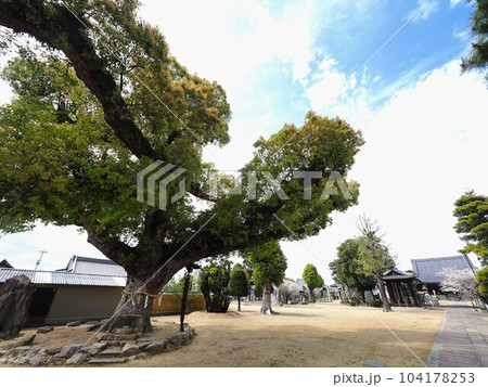 第七十六番札所・金倉寺(こんぞうじ)【香川県善通寺市金蔵寺町】御神木 第七十六番札所・金倉寺(こんぞうじ)【香川県善通寺市金蔵寺町】御神木 104178253