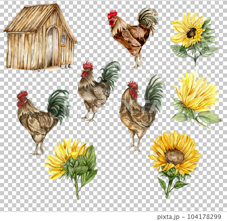 Watercolor wooden farmhouse. sunflowers and cock. Hand drawn illustration of a farm. Perfect for wedding invitation, greetings card, posters. 104178299