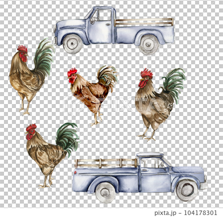 Watercolor drawing cock and truck. Hand drawn rooster, artistic painting illustration of fowl. Watercolor illustration of hen. Perfect for wedding invitation, greetings card, posters. 104178301