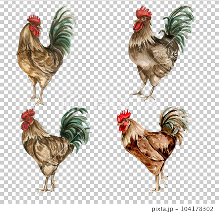 Watercolor drawing cock. Hand drawn rooster, artistic painting illustration of fowl. Watercolor illustration of hen. Perfect for wedding invitation, greetings card, posters. 104178302