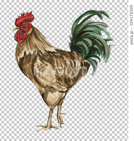 Watercolor drawing cock. Hand drawn rooster, artistic painting illustration of fowl. Watercolor illustration of hen. Perfect for wedding invitation, greetings card, posters. Watercolor drawing cock. Hand drawn rooster, artistic painting illustration of fowl. Watercolor illustration of hen. Perfect for wedding invitation, greetings card, posters. 104178305