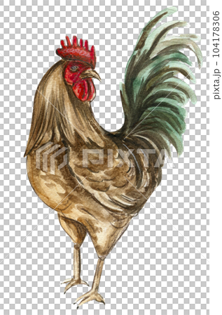 Watercolor drawing cock. Hand drawn rooster, artistic painting illustration of fowl. Watercolor illustration of hen. Perfect for wedding invitation, greetings card, posters. 104178306