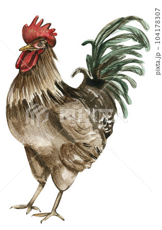 Watercolor drawing cock. Hand drawn rooster, artistic painting illustration of fowl. Watercolor illustration of hen. Perfect for wedding invitation, greetings card, posters. Watercolor drawing cock. Hand drawn rooster, artistic painting illustration of fowl. Watercolor illustration of hen. Perfect for wedding invitation, greetings card, posters. 104178307