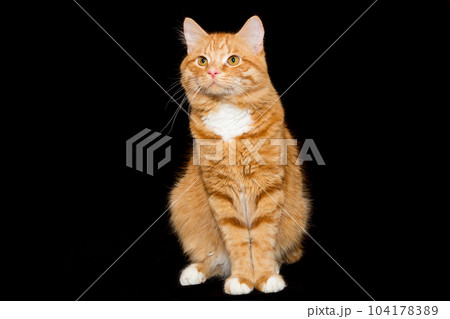 Portrait of a red cat on a black background Portrait of a red cat on a black background 104178389