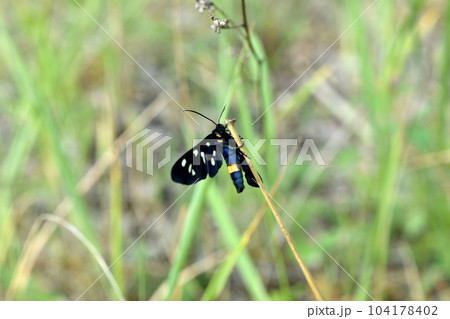 Almata or common false moth, black butterfly. Almata or common false moth, black butterfly. 104178402