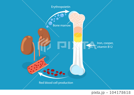 3D Isometric Flat Vector Conceptual Illustration of Erythropoietin 104178618