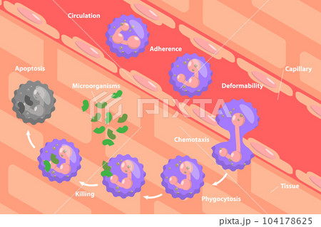 3D Isometric Flat Vector Conceptual Illustration of Neutrophil 3D Isometric Flat Vector Conceptual Illustration of Neutrophil 104178625