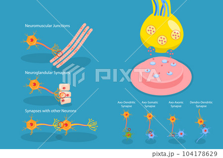 3D Isometric Flat Vector Conceptual Illustration of Synapse 104178629