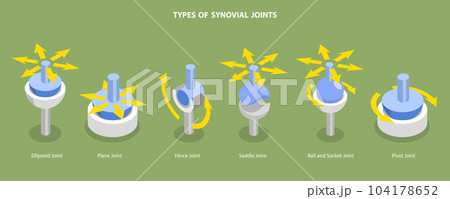 3D Isometric Flat Vector Conceptual Illustration of Types Of Synovial Joints 3D Isometric Flat Vector Conceptual Illustration of Types Of Synovial Joints 104178652