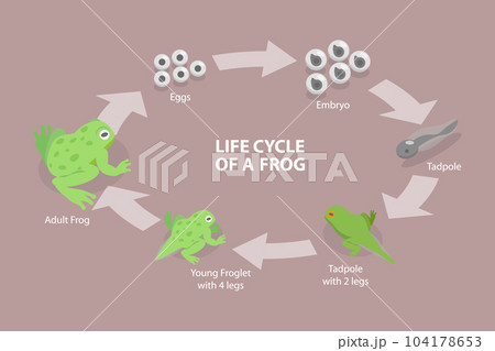 3D Isometric Flat Vector Conceptual Illustration of Life Cycle Of A Frog 104178653