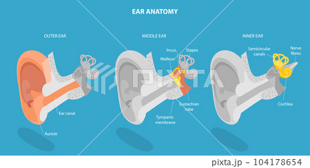 3D Isometric Flat Vector Conceptual Illustration of Human Ear Anatomy 3D Isometric Flat Vector Conceptual Illustration of Human Ear Anatomy 104178654