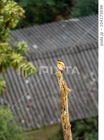 Yellow and Black Woodpecker on a Dry Tree Trunk in Urban Surroundings Yellow and Black Woodpecker on a Dry Tree Trunk in Urban Surroundings 104178696