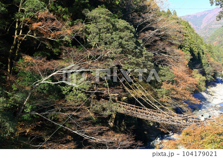 【徳島県】秋の紅葉した（祖谷のかずら橋） 104179021