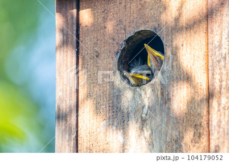 Starling baby birds peeking out of a birdhouse Starling baby birds peeking out of a birdhouse 104179052