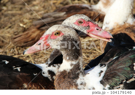 Two muscovy ducks have a rest in poultry. Duck friendship. Couple of beloved Two muscovy ducks have a rest in poultry. Duck friendship. Couple of beloved 104179140