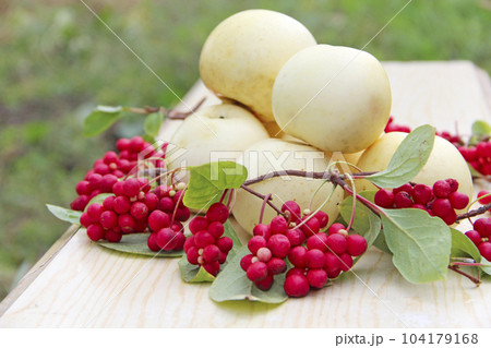 Schisandra and white apples. Still life with ripe schizandra and apples 104179168