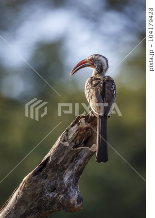 Southern Red billed Hornbill in Kruger National park, South Africa 104179428