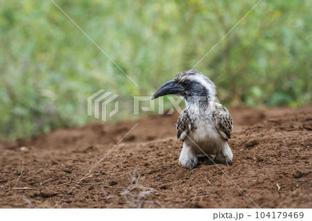 African Grey Hornbill in Kruger National park, South Africa African Grey Hornbill in Kruger National park, South Africa 104179469