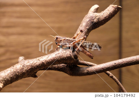 Migratory locust (Locusta migratoria) 104179492
