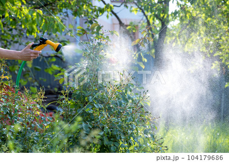 Watering flowers. Gardening hobby concept 104179686