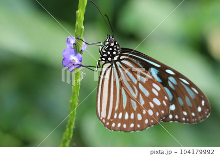 蝶 チョウ 蝴蝶 104179992
