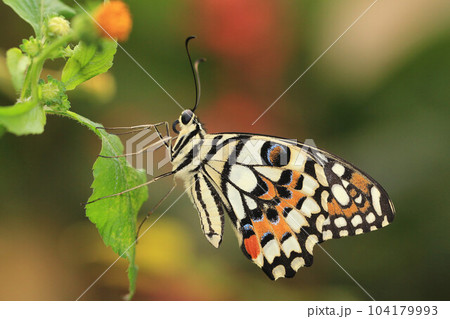 蝶 チョウ 蝴蝶 104179993