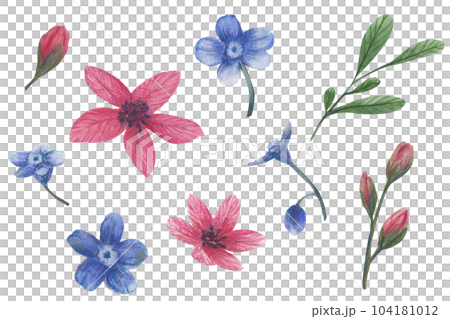 Watercolor floral illustration. Spring flowers, forget me not isolated on white background. Handmade flowers for wedding anniversary, birthday, invitations ahd postcards. Isolated clipart Watercolor floral illustration. Spring flowers, forget me not isolated on white background. Handmade flowers for wedding anniversary, birthday, invitations ahd postcards. Isolated clipart 104181012