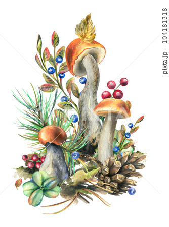 Mushrooms forest boletus with grass, blueberries, moss and cone. watercolor illustration, hand drawn. Isolated composition on a white background 104181318