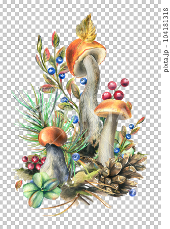 Mushrooms forest boletus with grass, blueberries, moss and cone. watercolor illustration, hand drawn. Isolated composition on a white background 104181318