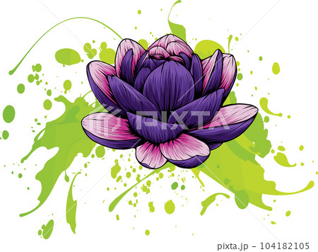 vector illustration of Lily Lotus isolated on white background vector illustration of Lily Lotus isolated on white background 104182105