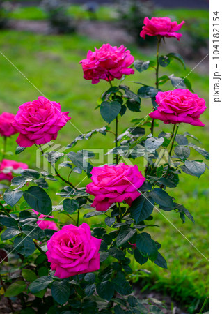 薔薇(マリアカラス)_0803 薔薇(マリアカラス)_0803 104182154