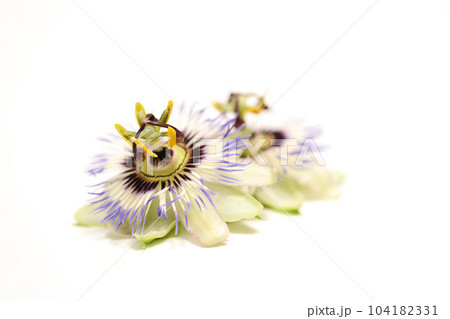 白背景の時計草の花首 白背景の時計草の花首 104182331