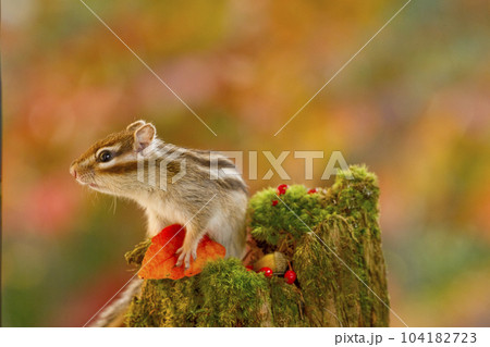 秋のシマリス　蓼科高原にて 104182723